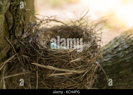 Blue robin eggs in bird nest in tree Stock Photo
