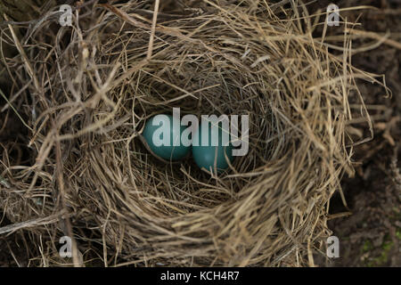 Two blue eggs in bird nest of a robin Stock Photo