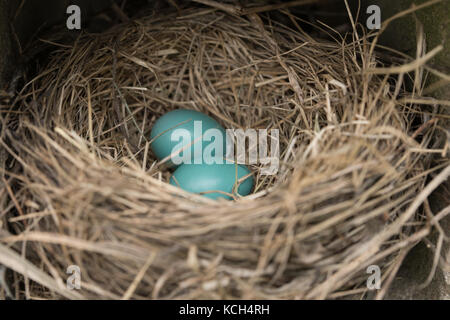 Close up of two blue eggs in a robin's nest, focus on eggs