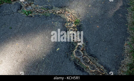 Roots breaking thru paved walk. Stock Photo