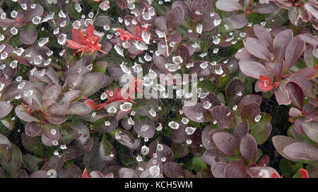 Water droplets on cobweb in garden. Stock Photo