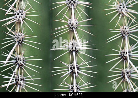Macro of saguaro cactus spines in Saguaro National Park near Tucson, Arizona, USA. Stock Photo