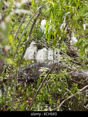 Juvenile Snowy egrets (Egretta thula) sitting in tree - Florida USA Stock Photo