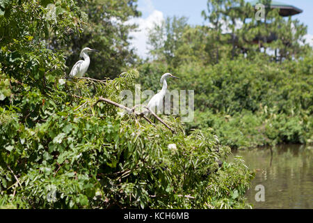 Adult great egrets (Ardea alba) resting in thick vegetation - Florida USA Stock Photo