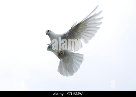 white pigeon dove flying in the sky freedom hope stretched wings beautiful nature wings spread isolated background Stock Photo