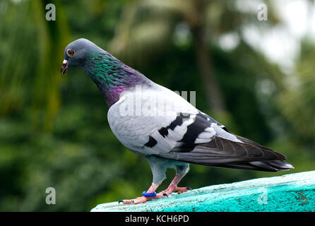 bird pigeon sitting standing on roof green blue bar racer homing game pet Stock Photo