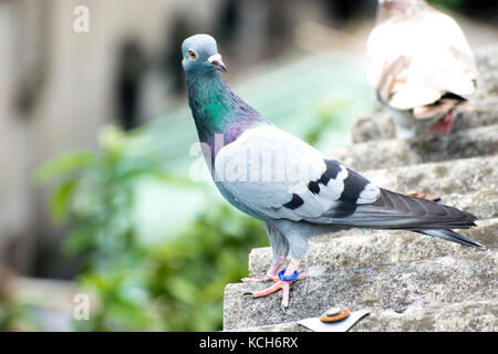 The Dove of peace, pigeon sitting on a cross of church
