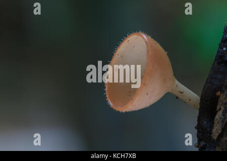 Close up Pink burn cup in nature or Fungi Cup Mushroom (Cookeina sulcipes) Stock Photo