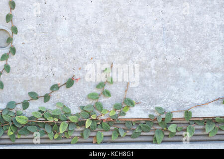 Crawling ivy on wall. Stock Photo