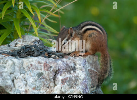 Close-up of Eastern chipmunk ,Tamias, filling cheek pouches with seed.  Grand Portage State Park, Minnesota, USA