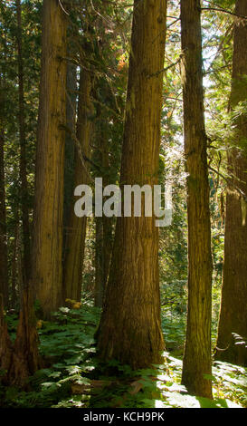 Inland Rain Forest, Western Red Cedar (Thuja plicata), The Ancient Forest Trail outside Prince George, BC, Canada Stock Photo