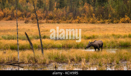 Cow Moose standing in lake, (Alces alces) feeding along Highway 1 near Tok, Alaska, USA Stock Photo