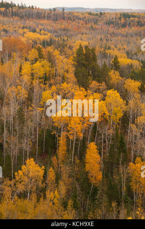 Scenic of Trembling Aspen (Populus tremuloides) in the autumn, along Lake Superior. Stock Photo