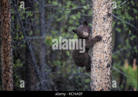 Black Bear, Ursus americanus Cubs, climbing a tree  Alberta, Canada Stock Photo