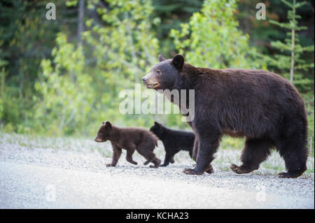 Black Bear, Ursus americanus, Mother and Cubs crossing a road in Alberta, Canada Stock Photo