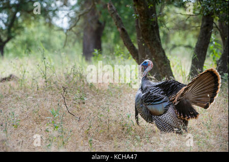 Rio Grande Turkey, Meleagris gallopavo intermedia, Central California, USA Stock Photo