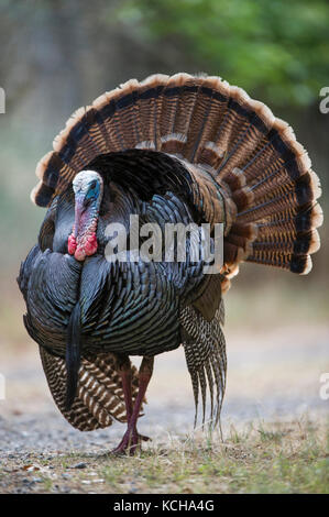 Rio Grande Turkey, Meleagris gallopavo intermedia, Central California, USA Stock Photo