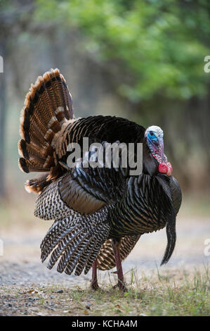 Rio Grande Turkey, Meleagris gallopavo intermedia, Central California, USA Stock Photo