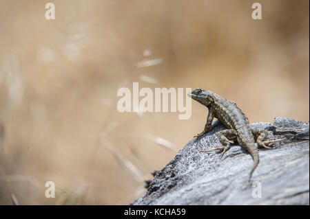 Western Fence Lizard, Sceloporus occidentalis, Central California, USA Stock Photo
