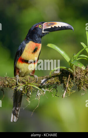 Collared Aracari (Pteroglossus torquatus) -  at Laguna Lagarto Lodge near Boca Tapada, Costa Rica Stock Photo