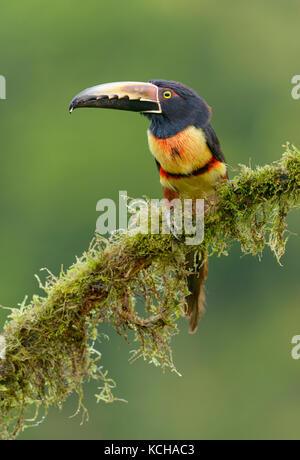 Collared Aracari (Pteroglossus torquatus) -  at Laguna Lagarto Lodge near Boca Tapada, Costa Rica Stock Photo