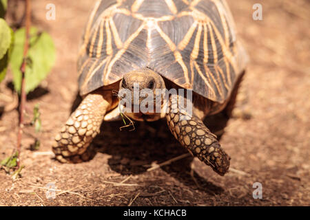 Burmese star tortoise Geochelone platynota is a critically endangered species found in Myanmar. Stock Photo