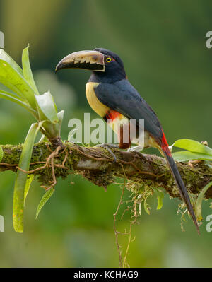 Collared Aracari (Pteroglossus torquatus) -  at Laguna Lagarto Lodge near Boca Tapada, Costa Rica Stock Photo