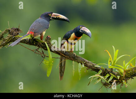 Collared Aracari (Pteroglossus torquatus) -  at Laguna Lagarto Lodge near Boca Tapada, Costa Rica Stock Photo