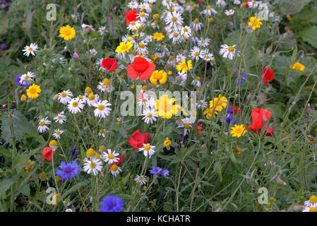 colourful colorful Scottish wildflower flowers and weeds natural collection meadow Stock Photo