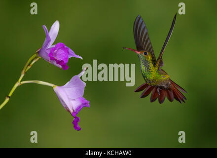 Rufous-tailed Hummingbird  (Amazilia tzacatl) at the Nature Pavilion in La Virgen, Costa Rica Stock Photo