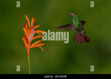 Rufous-tailed Hummingbird  (Amazilia tzacatl) at the Nature Pavilion in La Virgen, Costa Rica Stock Photo