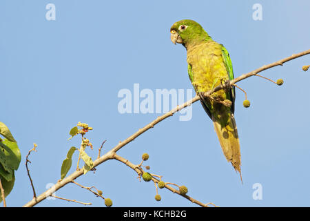 Olive-throated Parakeet (Eupsittula nana) perched on a branch  near Cancun on the Yucatan Peninsula of Mexico. Stock Photo