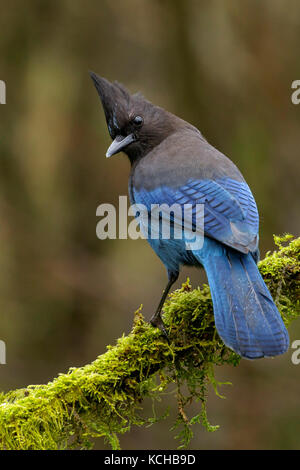 A Steller's Jay  (Cyanocitta stelleri)  perches on a mossy branch in Victoria, British Columbia, Canada. Stock Photo