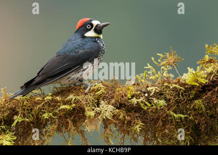 Acorn woodpecker (Melanerpes formicivorus) perched on a branch in Costa Rica. Stock Photo