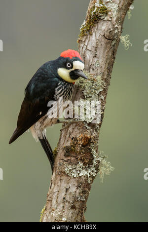 Acorn woodpecker (Melanerpes formicivorus) perched on a branch in Costa Rica. Stock Photo