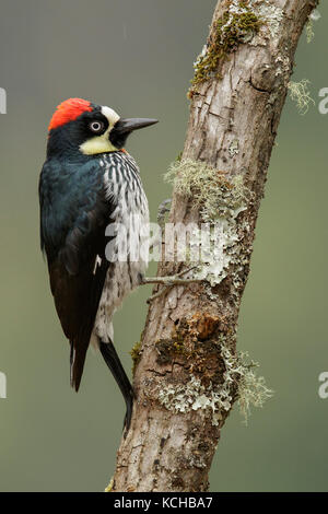 Acorn woodpecker (Melanerpes formicivorus) perched on a branch in Costa Rica. Stock Photo