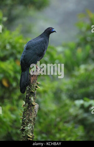 Black Guan (Chamaepetes unicolor) perched on a branch in Costa Rica Stock Photo