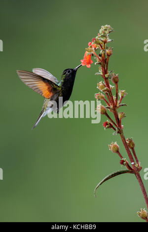 Black-bellied Hummingbird (Eupherusa nigriventris) flying and feeding at a flower in Costa Rica. Stock Photo