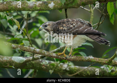 Broad-winged Hawk (Buteo platypterus) perched on a branch in Costa Rica. Stock Photo