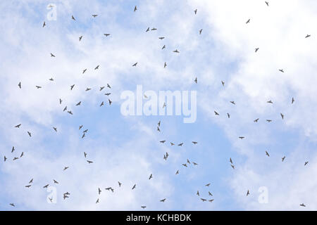 Broad-winged Hawk (Buteo platypterus) migrating overhead in a large group in Costa Rica Stock Photo