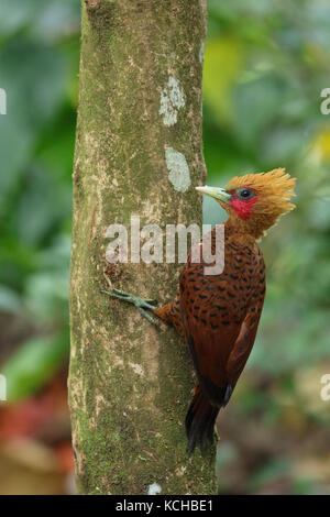 Chestnut-colored Woodpecker (Celeus castaneus) perched on a branch in Costa Rica Stock Photo