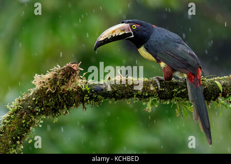 Collared Aracari (Pteroglossus torquatus) perched on a branch in Costa Rica. Stock Photo