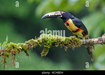 Collared Aracari (Pteroglossus torquatus) perched on a branch in Costa Rica. Stock Photo