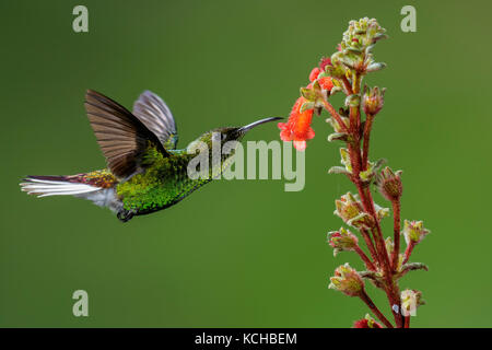 Coppery-headed Emerald (Elvira cupreiceps) flying and feeding at a flower in Costa Rica. Stock Photo
