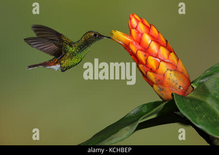 Coppery-headed Emerald (Elvira cupreiceps) flying and feeding at a flower in Costa Rica Stock Photo