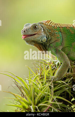 Green Iguana perched on a branch in Costa Rica Stock Photo