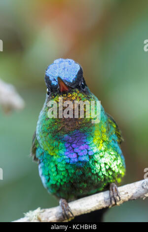Fiery-throated Hummingbird (Panterpe insignis) perched on a branch in Costa Rica. Stock Photo