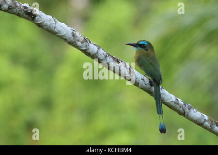 Keel-billed Motmot (Electron carinatum) perched on a branch in Costa Rica Stock Photo