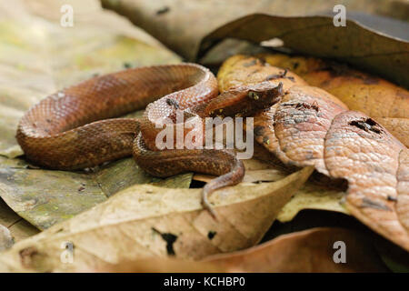 Hog-nosed Pit Viper perched on the ground in Costa Rica Stock Photo