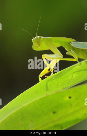 Praying Mantis perched on a branch in Costa Rica Stock Photo